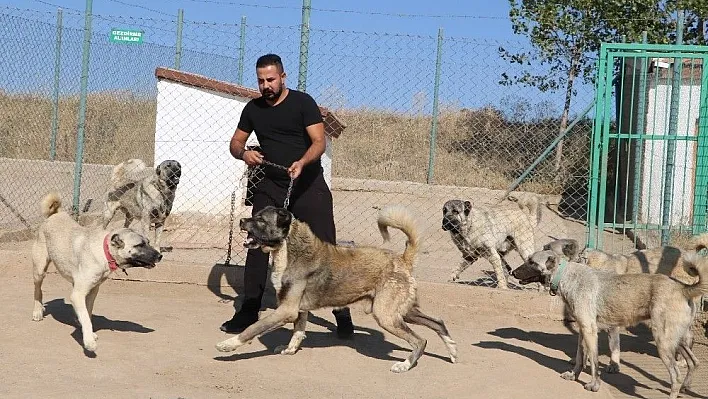 Yerli ve milli koruma köpeği 'Kangal'
