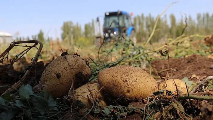 Sivas'ta 60 bin ton patates hasadı bekleniyor
