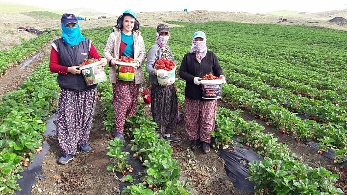 Yediveren çileği, çiftçinin umudu oldu
