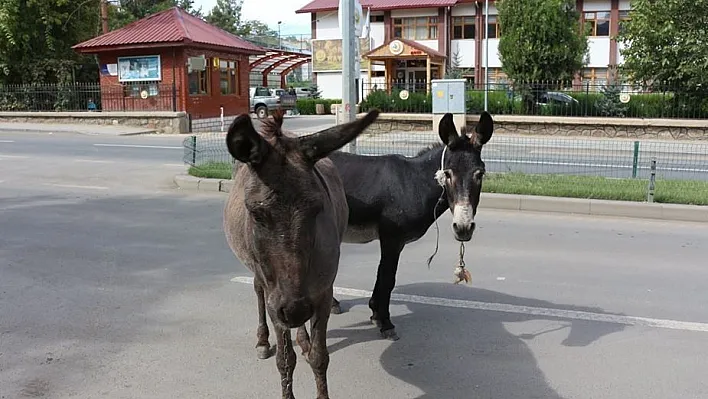 Sahipsiz eşekler kazalara davetiye çıkarıyor
