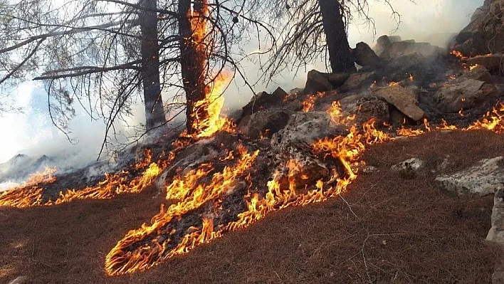 Ormanlık alan 14'üncü kez yandı
