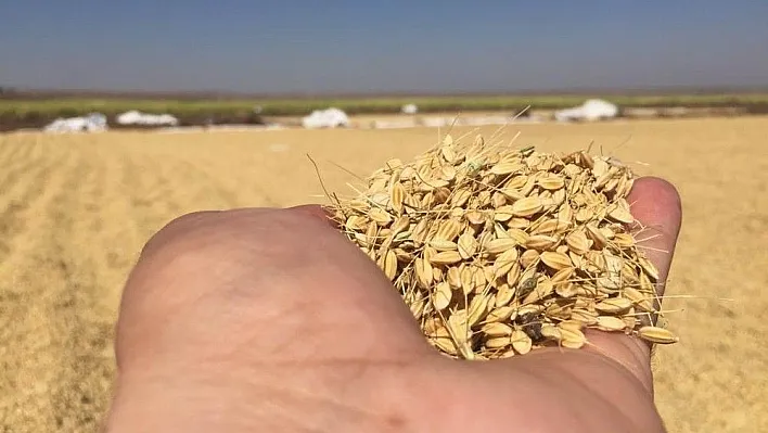 Diyarbakır'da pirinç hasadı başladı
