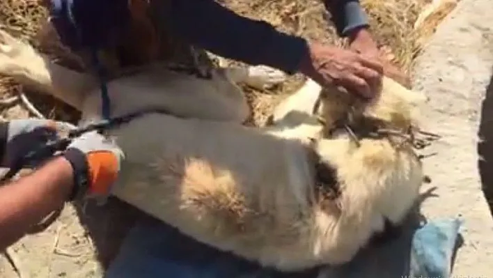 Kuyuya düşen köpeği itfaiye kurtardı