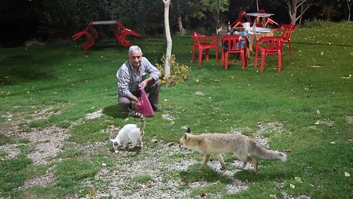 Bu tilkiler her gün lokantada