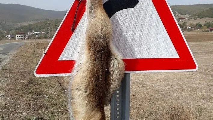 Tilkiyi trafik levhasına astılar
