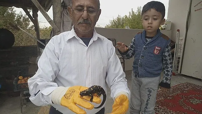 Malatya'da sarı benekli semender bulundu
