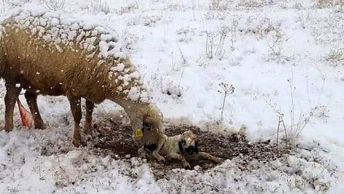 Koyun kar üzerinde doğum yaptı
