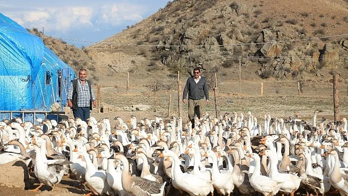 Emekli olup kaz çiftliği kurdular
