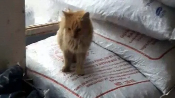 Vitrinle çuvallar arasında sıkışan kedi günler sonra fark edildi
