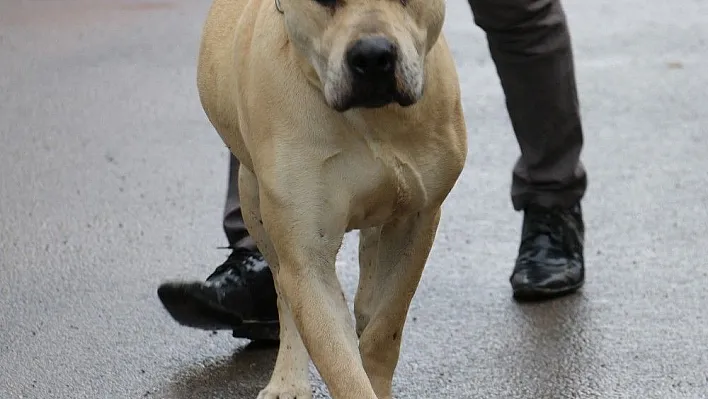 Başına 10 bin TL ödül konulan köpek bulundu
