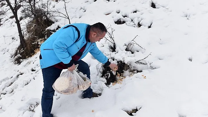 Çöpe atılan bayat ekmekler yaban hayvanlarının yiyeceği oldu
