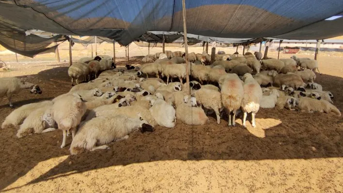 40 bin lira maaşa çoban bulunmuyor