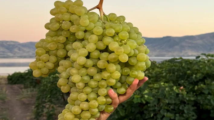 5 kiloluk üzüm beğeni topladı