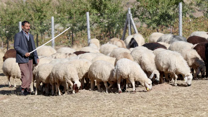 70 bin TL maaş ve internet var ama çoban yok