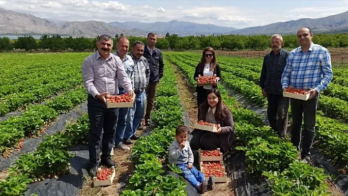 Kale çileği tezgahtaki yerini aldı