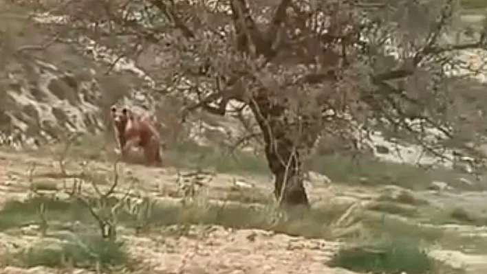 Ağın'da ayı paniği!