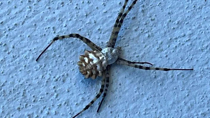 'Argiope Lobata' cinsi örümcek görüldü