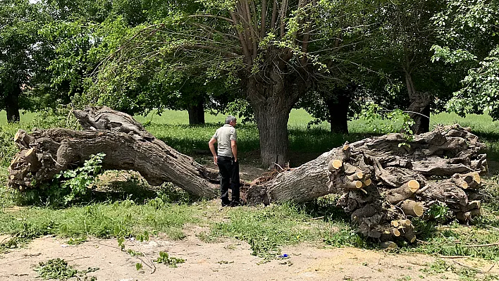 Asırlık dut ağacı ortadan ikiye ayrılıp devrildi