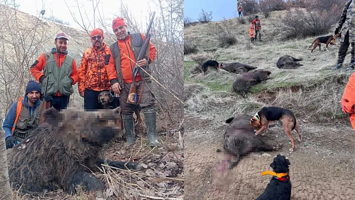 Avcılardan 250 kilo ağrılığında domuz avı