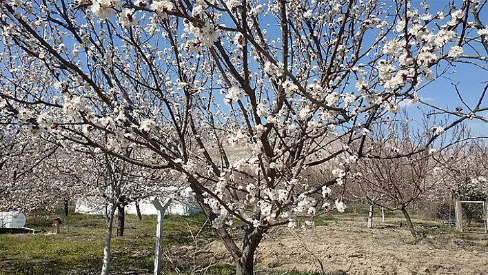 Badem ve kayısı ağaçları çiçek açtı