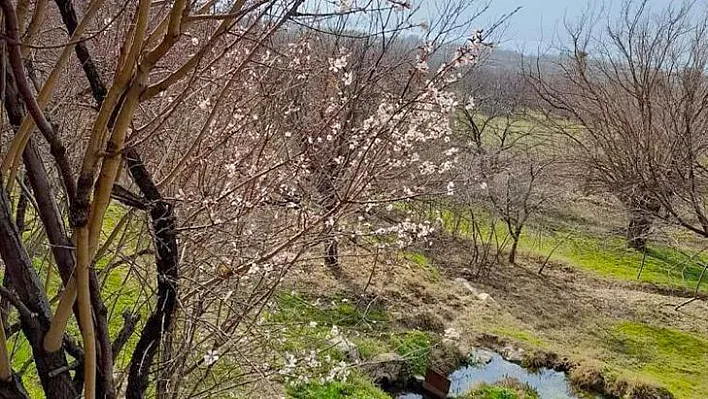 Baharın habercisi bademler çiçek açtı