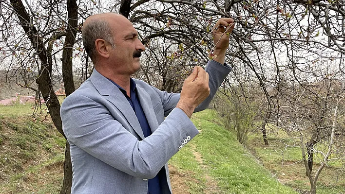 Başkan Zilayaz, don vuran kayısı bahçelerini inceledi