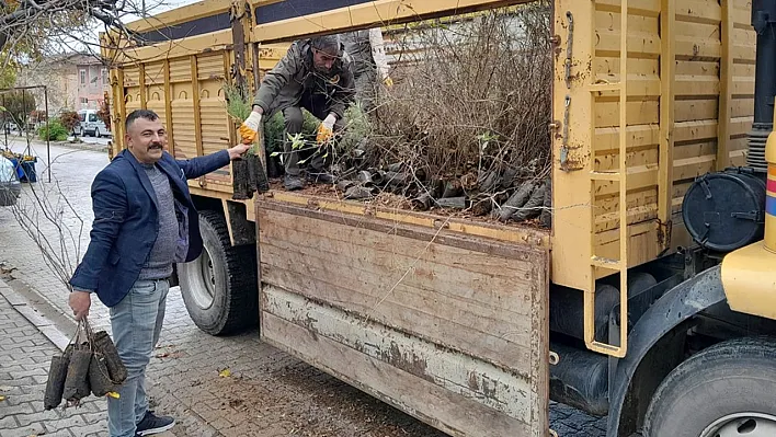 Baskil'de fidan dağıtıldı