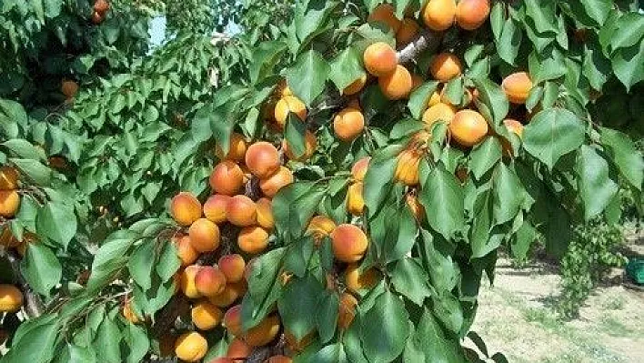 Baskil'de kayısı hasadı başladı