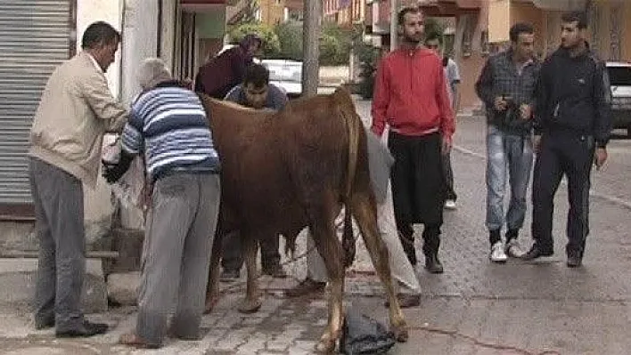 Belediye'den Kurban Timi