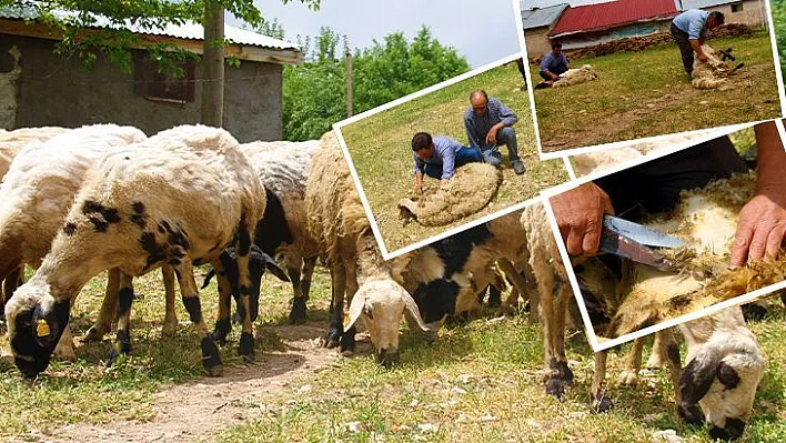 Besicilerin koyun kırkma mesaisi