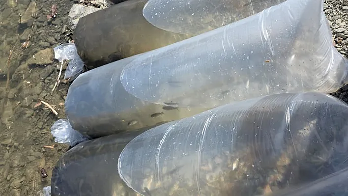 Beyhan Barajı'na 50 bin yavru balık bırakıldı