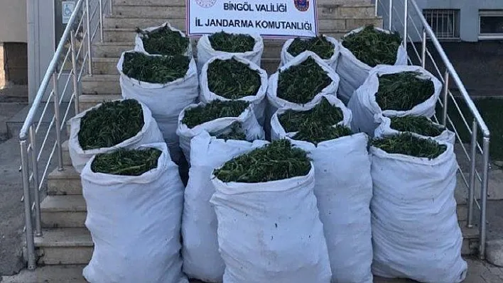 Bingöl'de 89 kilo esrar ve 270 bin kök kenevir ele geçirildi