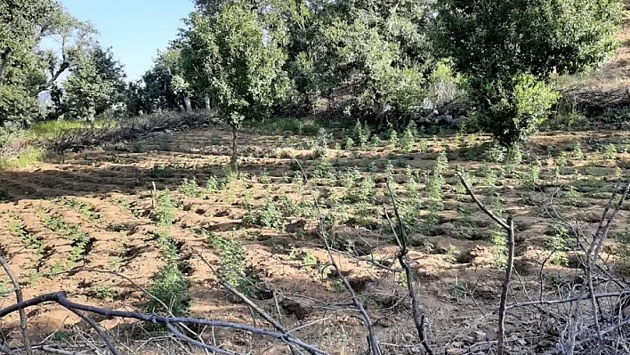 Kenevir tarlasına büyük darbe