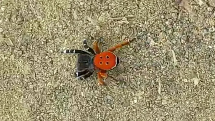 Bu 'Uğur böceği' o kadar da masum değil