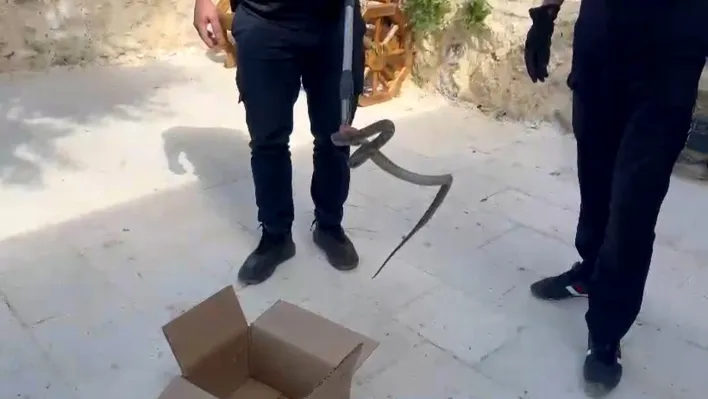 Cami avlusuna giren yılan korkuttu