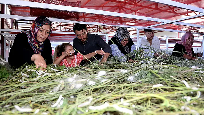 Çiftlik kurdu, onlarca üreticiye ilham oldu