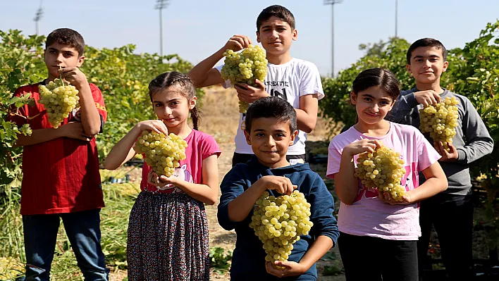 Çocuklar 'üzüm hasadına' renk katıyor