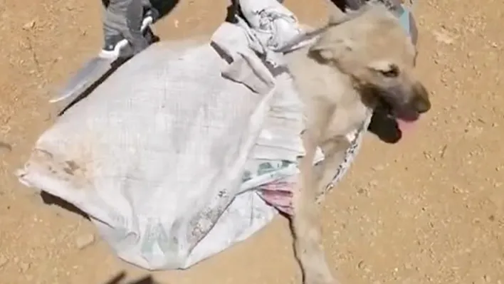 Çuvala konulan köpek ölüme terk edildi