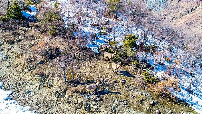 Dağ keçileri drone ile görüntülendi