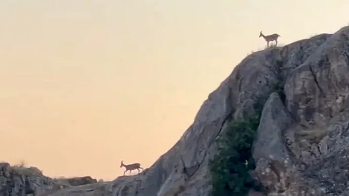 Dağ keçileri Harput'ta görüntülendi