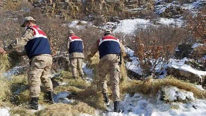 Dağ keçilerinin görüldüğü yerlere jandarmadan yem desteği