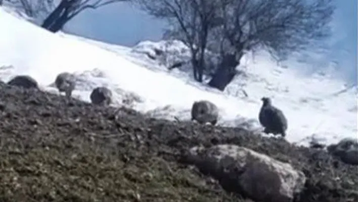 Dağ keklikleri beslenirken görüntülendi