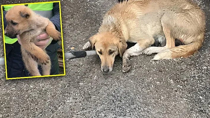 Duyarlı sürücü çarptığı köpek ve yavruları için seferber oldu