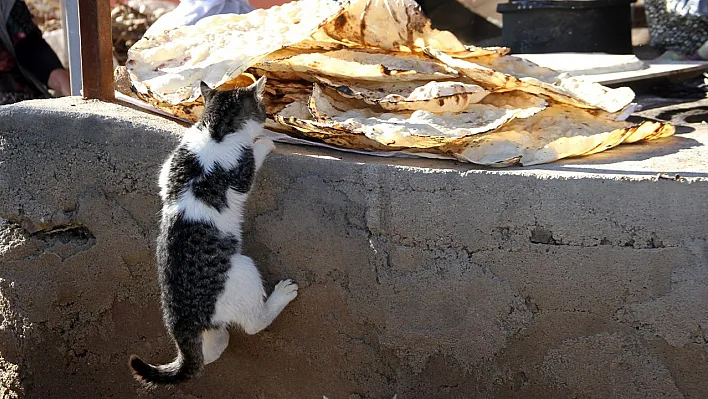 Ekmeğin kokusunu alan kediden, gülümseten hareket