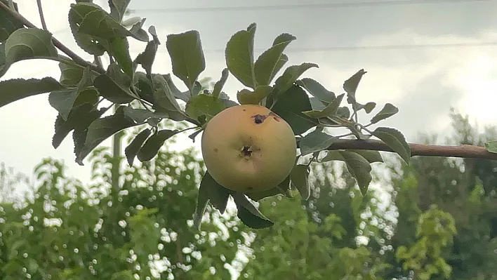 Elazığ'da 10 dönüm bahçede tek elma
