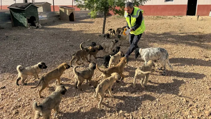 Elazığ'da 6 bin 18 köpek kısırlaştırıldı