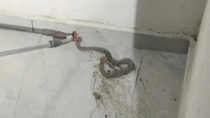 Elazığ'da apartmana giren yılan panik yarattı