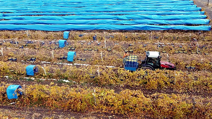 Elazığ'da aralık ayında üzüm hasadı