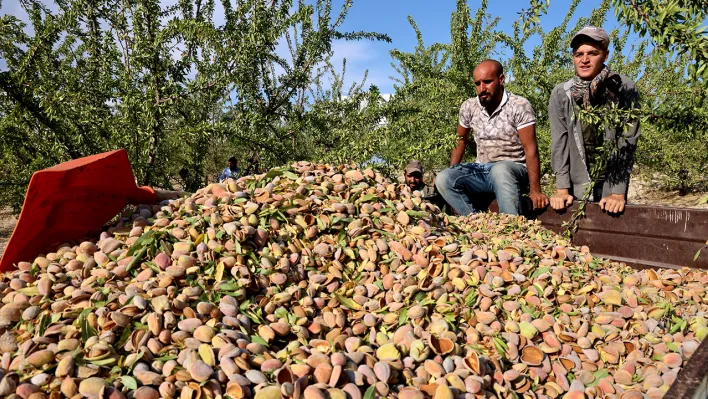 Elazığ'da 'badem hasadı' sürüyor