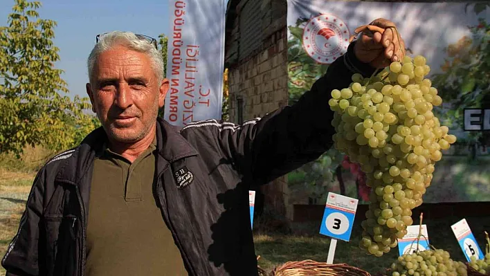 Elazığ'da 'bağ bozumu ve orcik' etkinliği